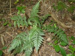 Polystichum oculatum. Mature plant growing from an erect rhizome.
 Image: L.R. Perrie © Leon Perrie CC BY-NC 3.0 NZ